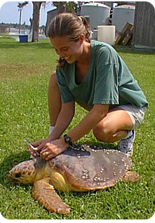 The first image is a NIST research biologist Jennifer M. Keller taking a blood sample from a loggerhead turtle. This work is in the public domain in the United States.